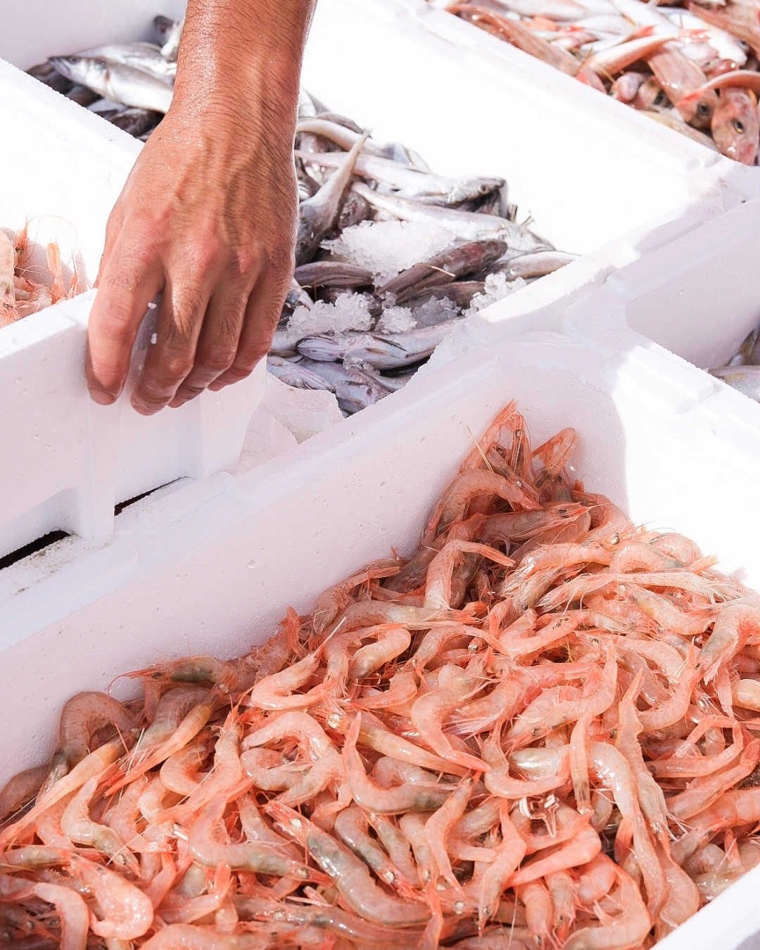 Crevettes du Grau du Roi dans votre Restaurant Nimes Centre, La Pie Qui Couette
